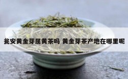 瓮安黄金芽属黄茶吗 黄金芽茶产地在哪里呢