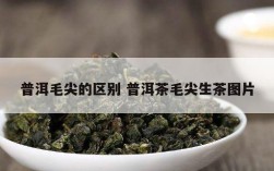 普洱毛尖的区别 普洱茶毛尖生茶图片